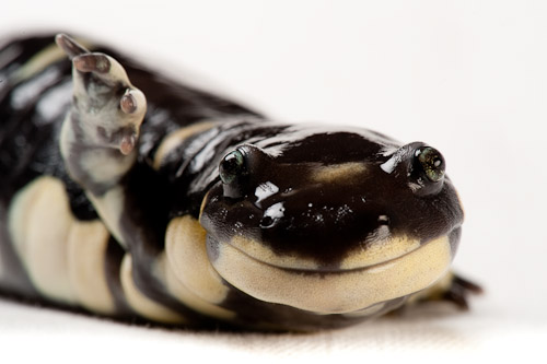 
A California tiger salamander (Ambystoma californiense), an endangered amphibian at the Fresno/Chaffee Zoo in Fresno, Calif.www.joelsartore.com 
